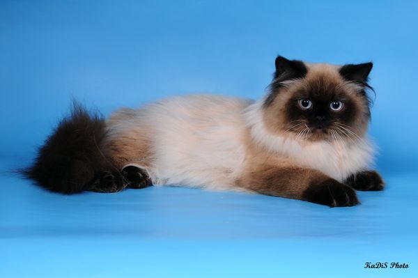 Photo Apache Blue Pancy British longhair, seal-point, age 9 months