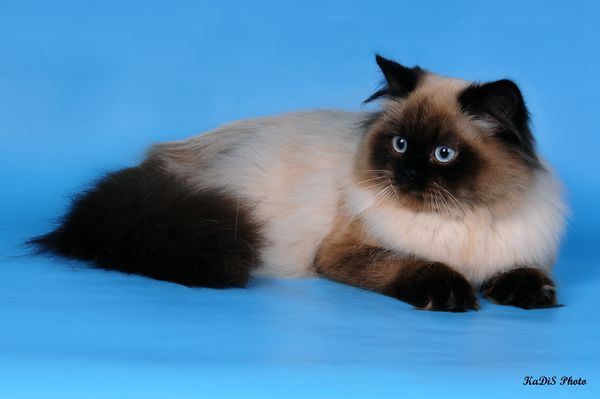 Photo Apache Blue Pancy British longhair, seal-point, age 9 months
