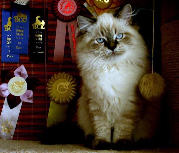 Photo Black Jack Blue Pancy British longhair, seal tabby point,<br>neutered, age 4 month