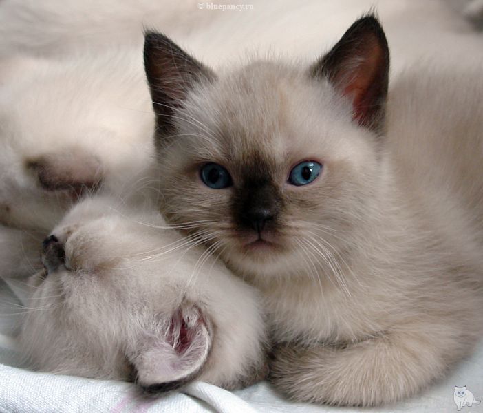 Photo Bruce Blue Pancy British shorthair, seal point,<br>neutered, age 2 month