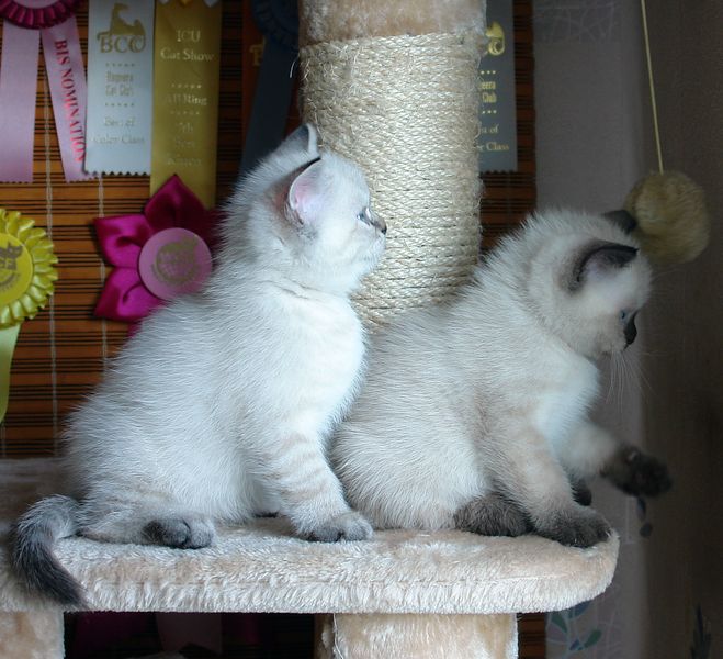 Photo Brunhilde Blue Pancy British shorthair, torty tabby-point, age 2 month