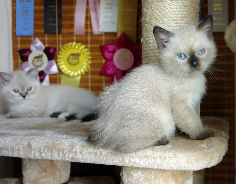 Photo Bruce Blue Pancy British shorthair, seal point,<br>neutered, age 2 month