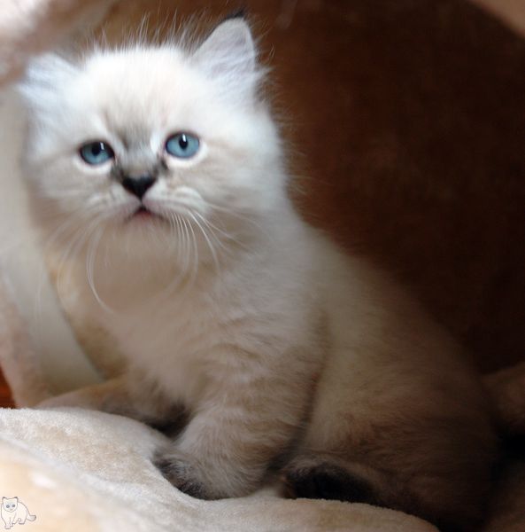 Photo Black Jack Blue Pancy British longhair, seal tabby point,<br>neutered, age 2 month