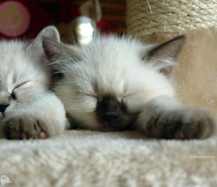 Photo Brad Blue Pancy British shorthair chocolate point,<br>neutered, age 2 month