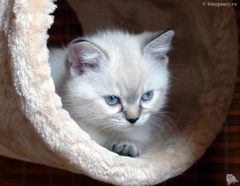 Photo Brunhilde Blue Pancy British shorthair, torty tabby-point, age 2 month