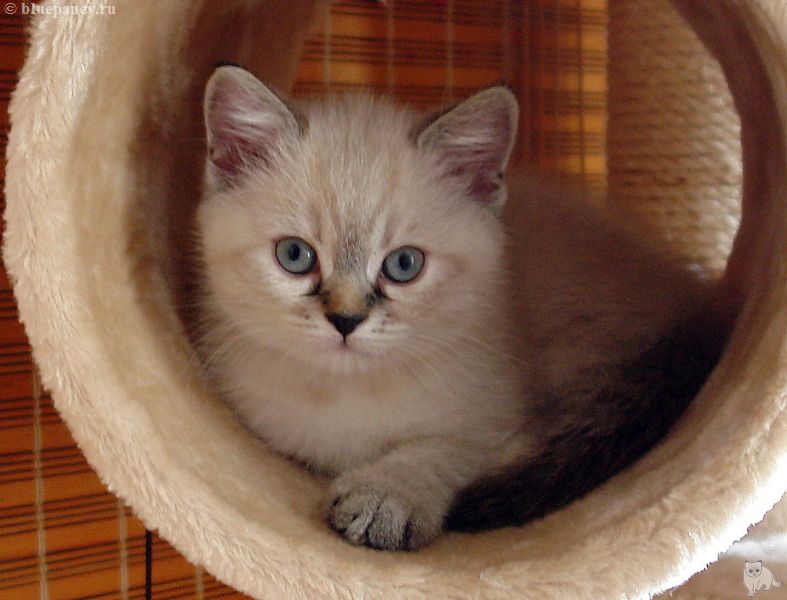 Photo Brunhilde Blue Pancy British shorthair, torty tabby-point, age 2 month