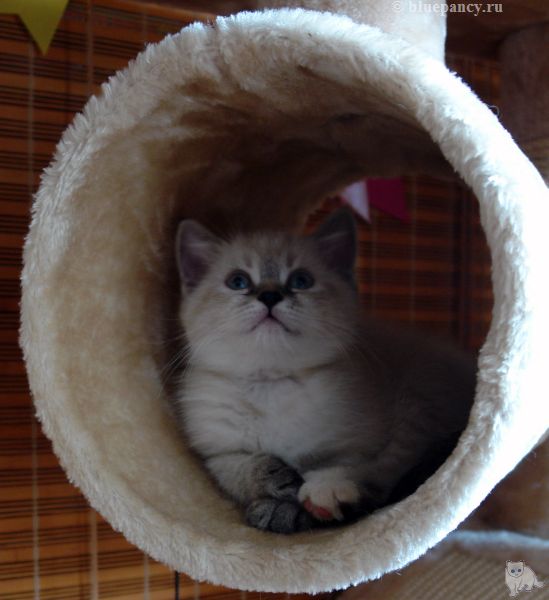 Photo Brunhilde Blue Pancy British shorthair, torty tabby-point, age 2 month