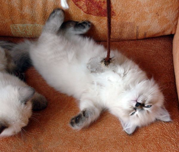 Photo Black Jack Blue Pancy British longhair, seal tabby point,<br>neutered, age 2 month