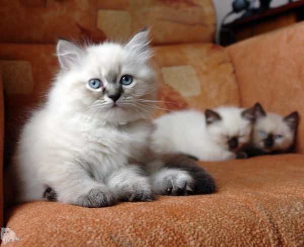 Photo Black Jack Blue Pancy British longhair, seal tabby point,<br>neutered, age 2 month