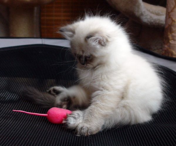 Photo Black Jack Blue Pancy British longhair, seal tabby point,<br>neutered, age 2 month