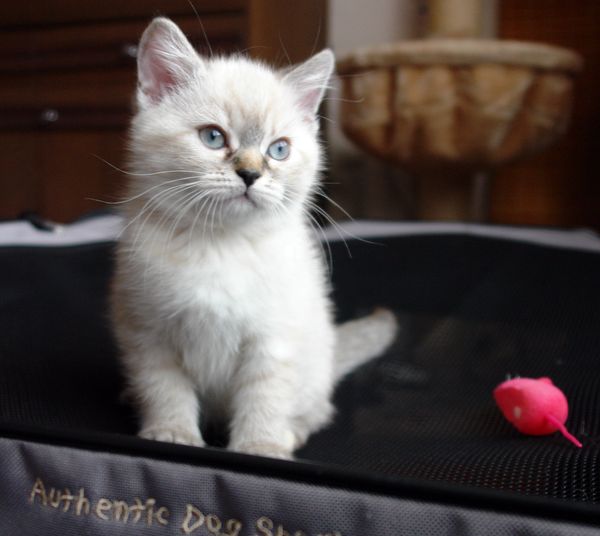 Photo Brunhilde Blue Pancy British shorthair, torty tabby-point, age 2 month and 1 week