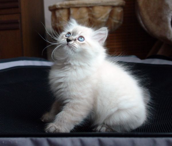 Photo Black Jack Blue Pancy British longhair, seal tabby point,<br>neutered, age 2 month