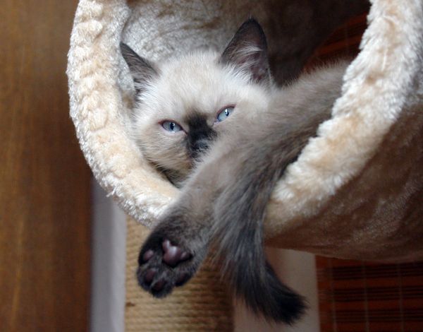 Photo Bruce Blue Pancy British shorthair, seal point,<br>neutered, age 2 month and week