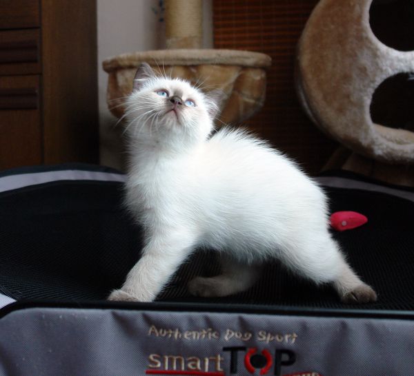 Photo Brad Blue Pancy British shorthair chocolate point,<br>neutered, age 2 month
