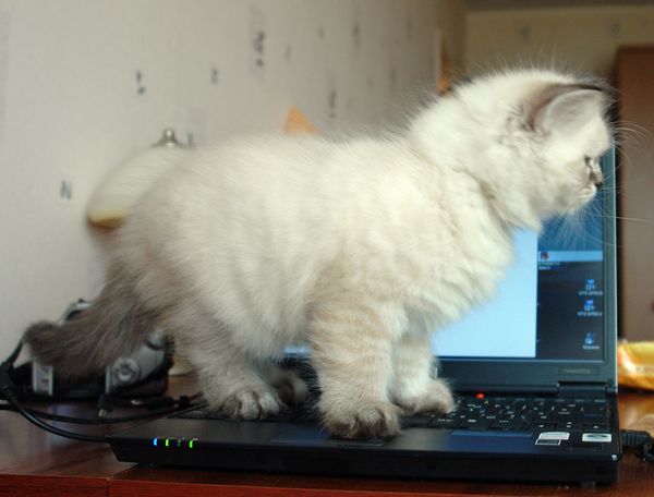 Photo Black Jack Blue Pancy British longhair, seal tabby point,<br>neutered, age 2 month