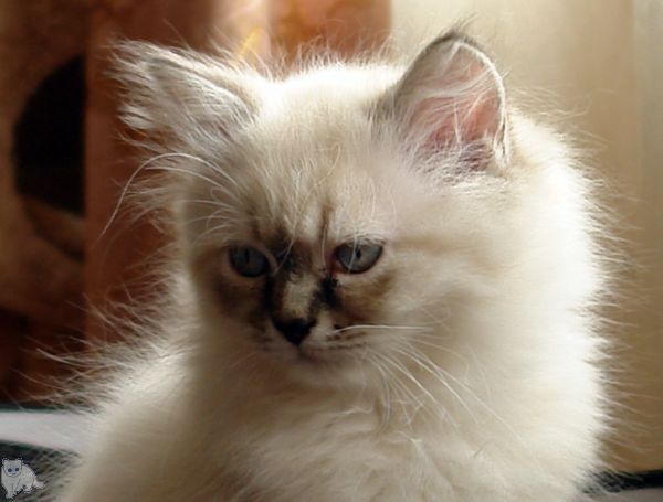 Photo Black Jack Blue Pancy British longhair, seal tabby point,<br>neutered, age 2 month