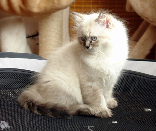 Photo Black Jack Blue Pancy British longhair, seal tabby point,<br>neutered, age 2 month