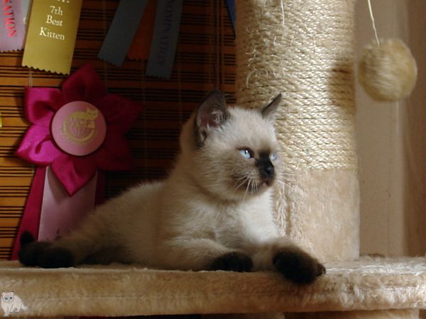 Photo Bruce Blue Pancy British shorthair, seal point,<br>neutered, age 2 month and 2 weeks