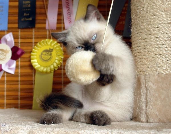 Photo Bruce Blue Pancy British shorthair, seal point,<br>neutered, age 2 month