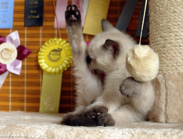 Photo Bruce Blue Pancy British shorthair, seal point,<br>neutered, age 2 month and 2 weeks