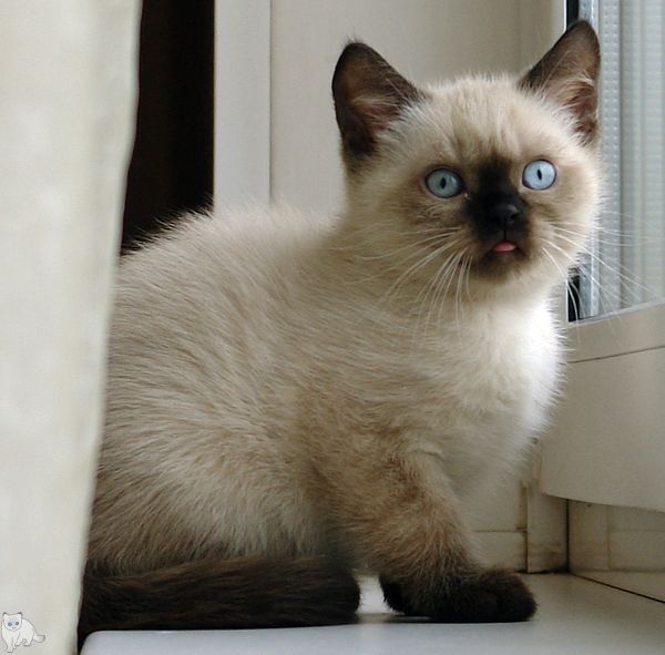 Photo Bruce Blue Pancy British shorthair, seal point,<br>neutered, age 2 month and 2 weeks