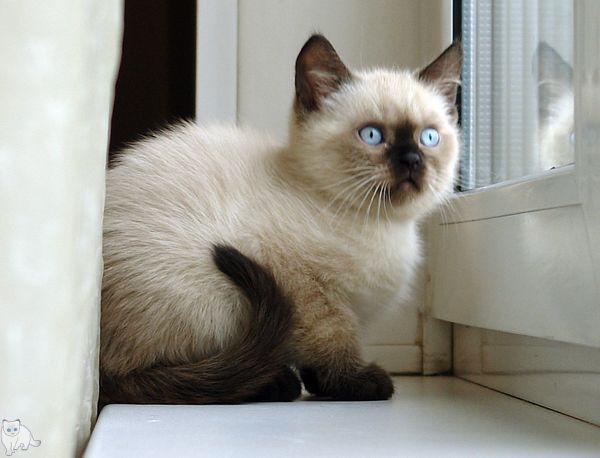 Photo Bruce Blue Pancy British shorthair, seal point,<br>neutered, age 2 month and 2 weeks