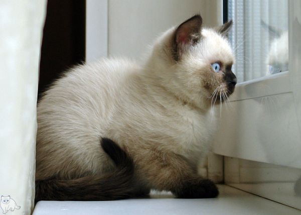 Photo Bruce Blue Pancy British shorthair, seal point,<br>neutered, age 2 month and 2 weeks