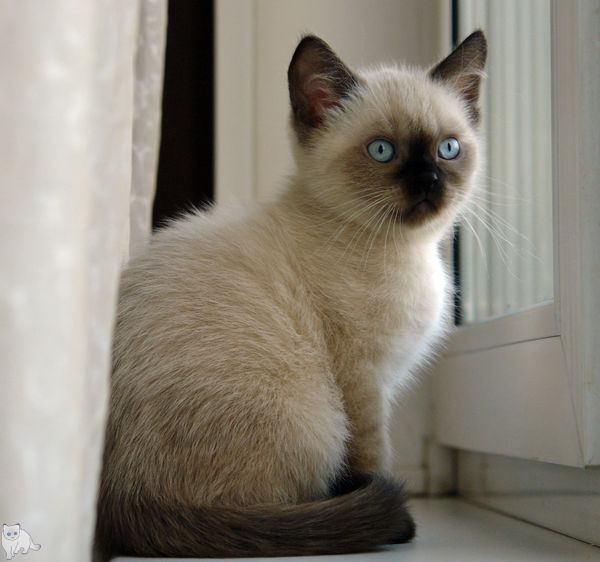 Photo Bruce Blue Pancy British shorthair, seal point,<br>neutered, age 2 month and 2 weeks
