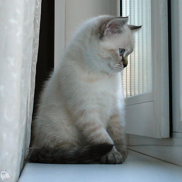 Photo Brunhilde Blue Pancy British shorthair, torty tabby-point, age 2 month and 2 weeks