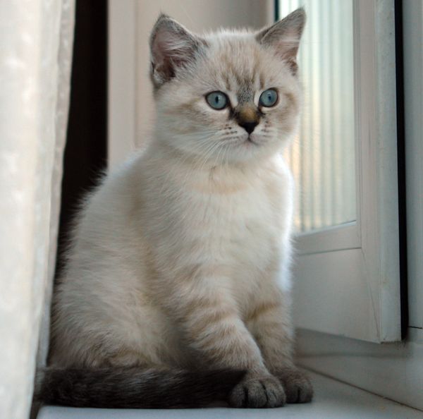 Photo Brunhilde Blue Pancy British shorthair, torty tabby-point, age 2 month and 2 weeks