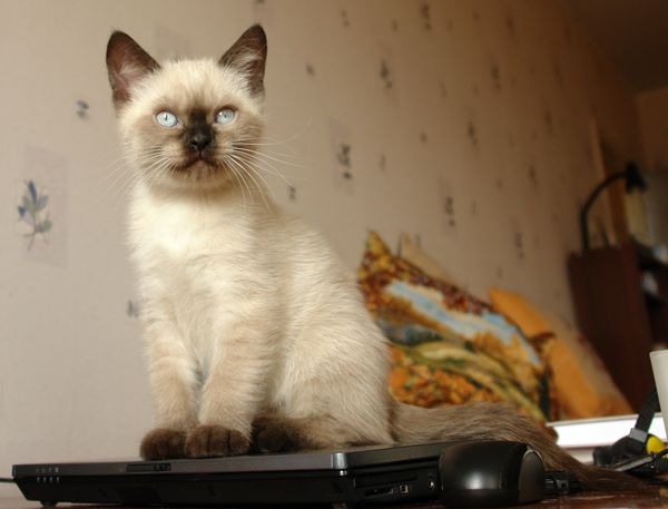 Photo Bruce Blue Pancy British shorthair, seal point,<br>neutered, age 2 month and 3 weeks