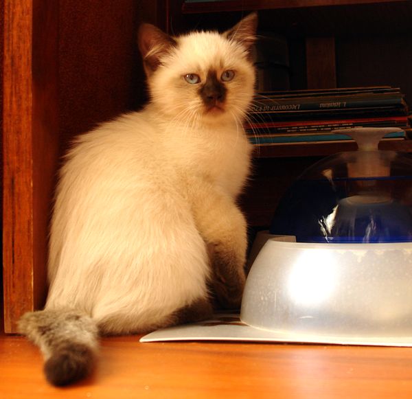 Photo Brad Blue Pancy British shorthair chocolate point,<br>neutered, age 2 month and 3 weeks