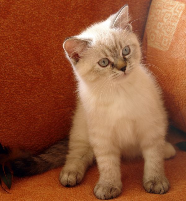 Photo Brunhilde Blue Pancy British shorthair, torty tabby-point, age 2 month and 3 weeks