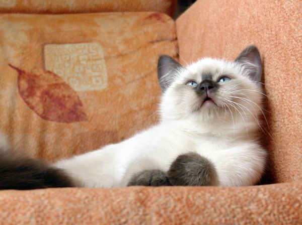 Photo Brad Blue Pancy British shorthair chocolate point,<br>neutered, age 2 month and 3 weeks
