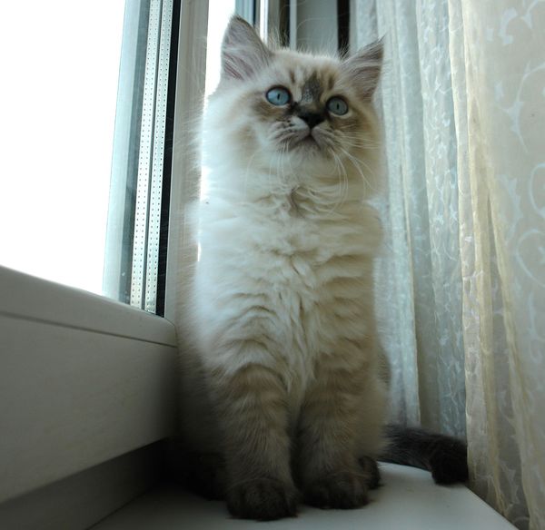 Photo Black Jack Blue Pancy British longhair, seal tabby point,<br>neutered, age 2 month and 3 weeks