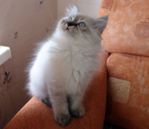 Photo Black Jack Blue Pancy British longhair, seal tabby point,<br>neutered, age 2 month and 3 weeks