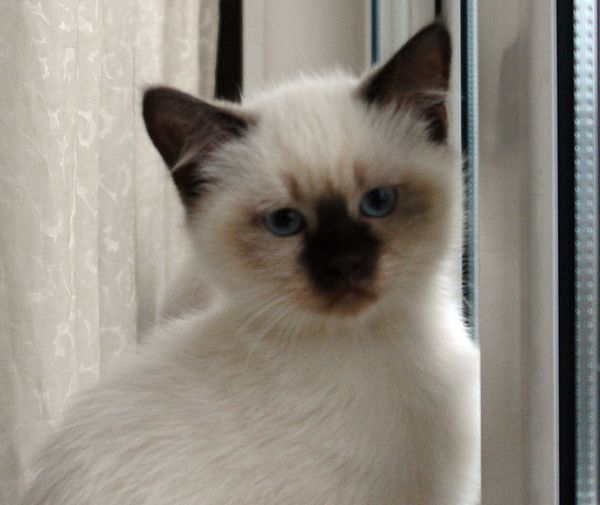 Photo Brad Blue Pancy British shorthair chocolate point,<br>neutered, age 2 month and 3 weeks