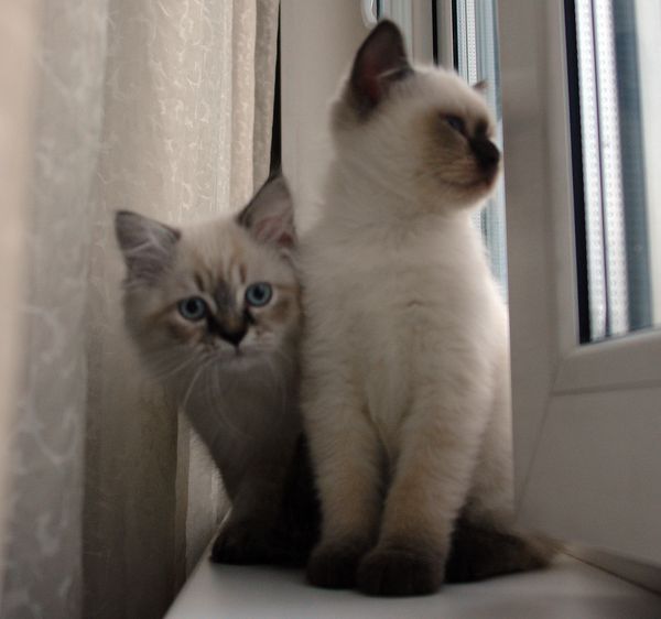 Photo Black Jack Blue Pancy British longhair, seal tabby point,<br>neutered, age 2 month and 3 weeks (with brother Brad)
