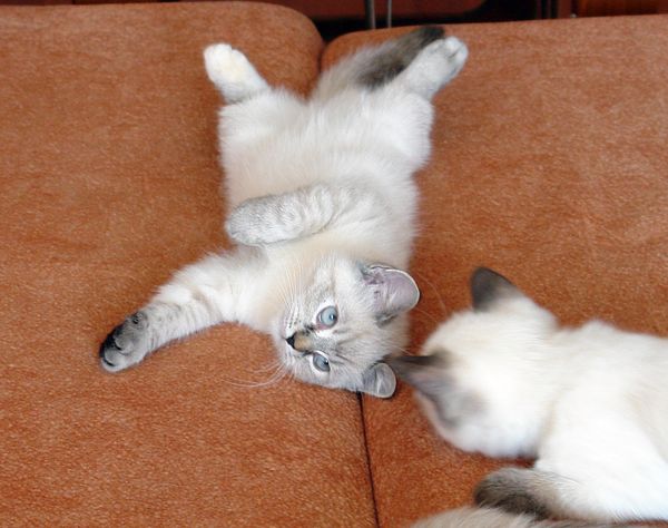 Photo Brunhilde Blue Pancy British shorthair, torty tabby-point, age 3 month