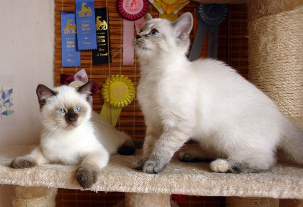 Photo Brad Blue Pancy British shorthair chocolate point,<br>neutered, age 3 month, with sister Brunhilde