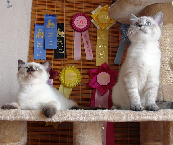 Photo Brunhilde Blue Pancy British shorthair, torty tabby-point, age 3 month with brother Brad