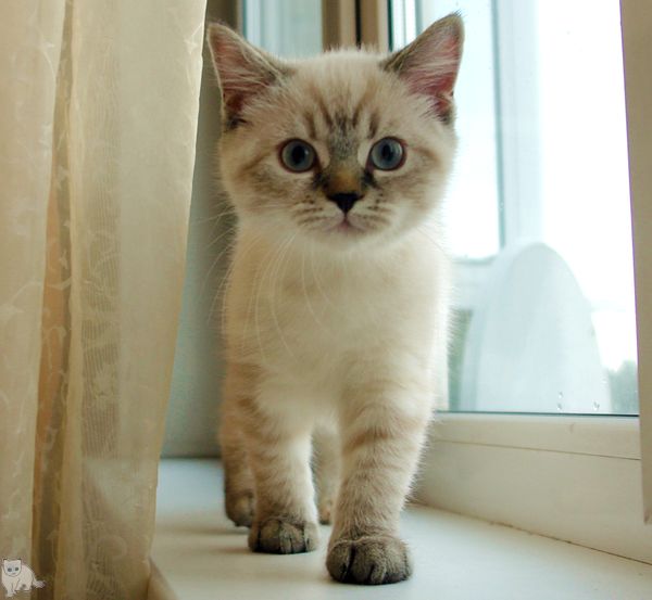 Photo Brunhilde Blue Pancy British shorthair, torty tabby-point, age 3 month