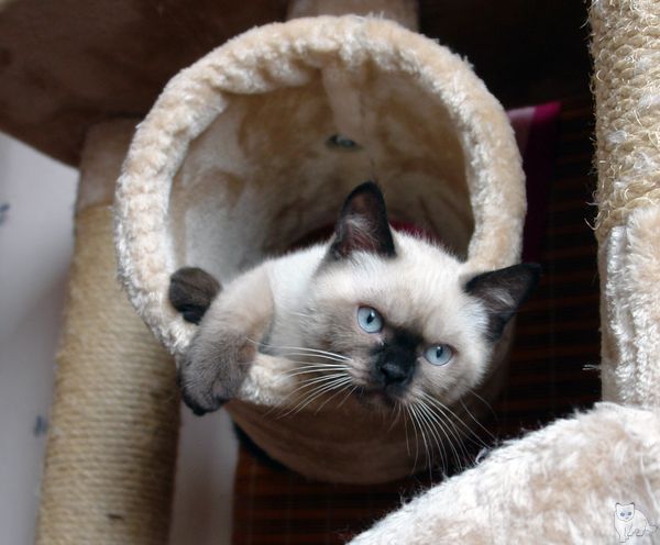 Photo Bruce Blue Pancy British shorthair, seal point,<br>neutered, age 3 month and 1 week