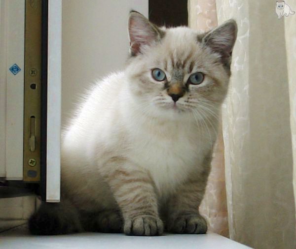 Photo Brunhilde Blue Pancy British shorthair, torty tabby-point, age 3 month and 1 week