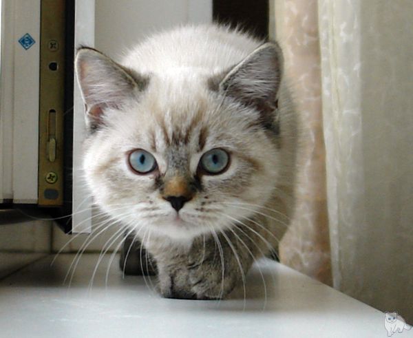 Photo Brunhilde Blue Pancy British shorthair, torty tabby-point, age 3 month and 1 week