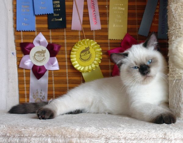 Photo Brad Blue Pancy British shorthair chocolate point,<br>neutered, age 3.5 month