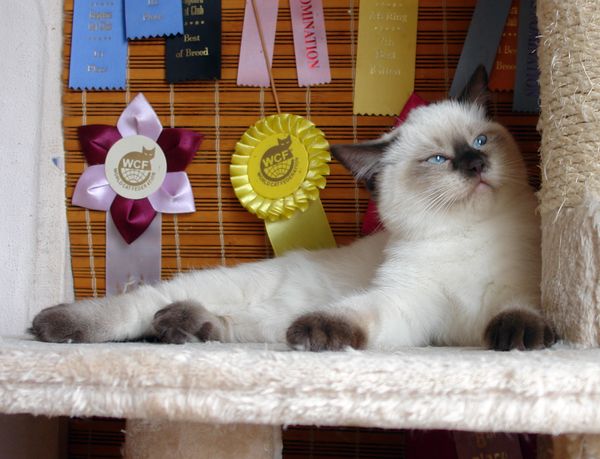 Photo Brad Blue Pancy British shorthair chocolate point,<br>neutered, age 3.5 month