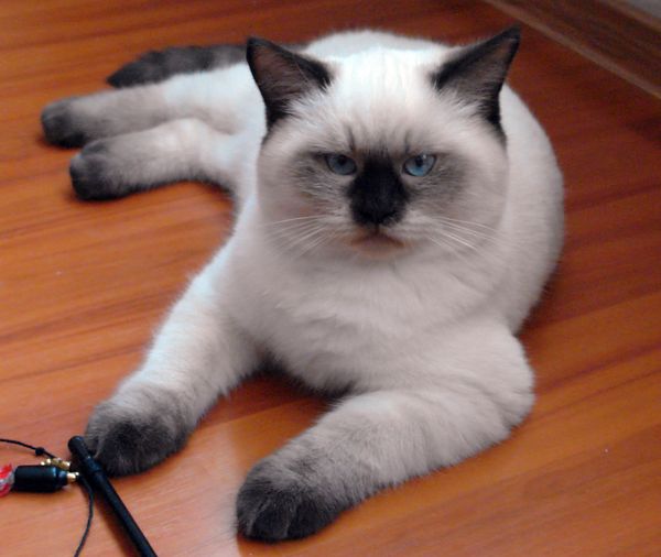 Photo Brad Blue Pancy British shorthair chocolate point,<br>neutered, age 4 month