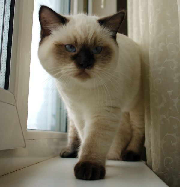 Photo Brad Blue Pancy British shorthair chocolate point,<br>neutered, age 4.5 month