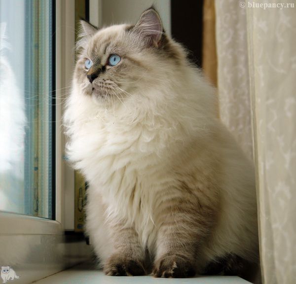 Photo Black Jack Blue Pancy British longhair, seal tabby point,<br>neutered, age 5 month and 2 weeks